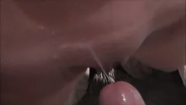 Lông gừng và dễ thươ ...
